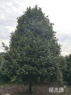 高度200厘米茶花