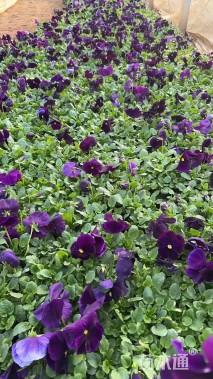 高度20厘米三色堇