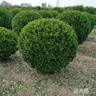 冠幅150厘米大叶黄杨球