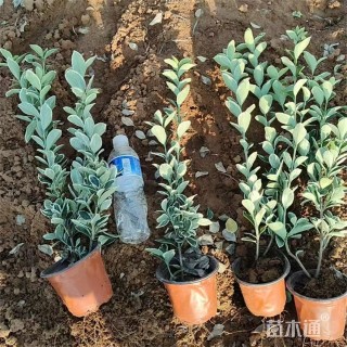 高度58厘米金边黄杨小苗