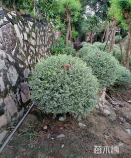 高度80厘米银姬小蜡