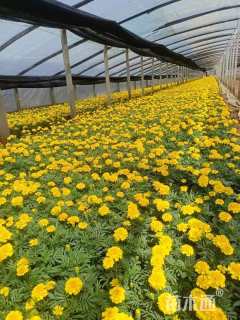 高度20厘米孔雀草