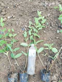 高度60厘米连翘