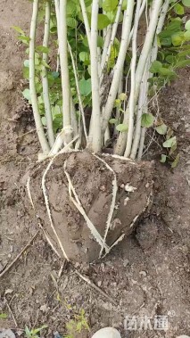 高度310厘米丛生紫荆