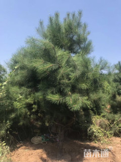 高度300厘米白皮松小苗