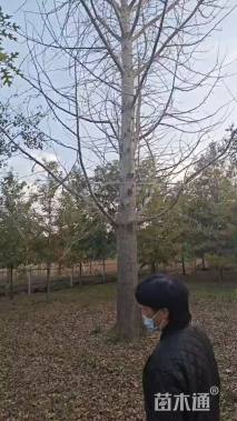 45公分银杏