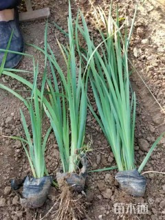 高度40厘米马莲