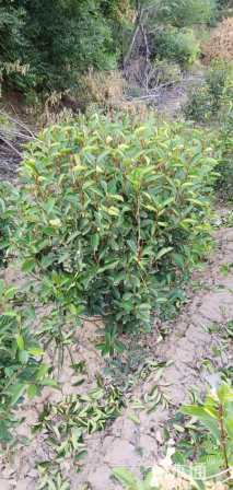 冠幅60厘米红叶石楠球