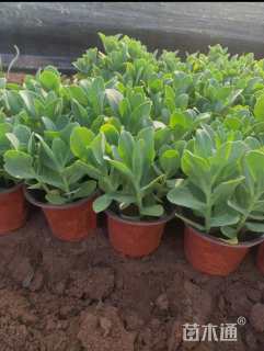 高度22厘米八宝景天