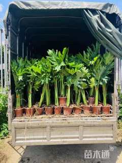 高度60厘米春羽