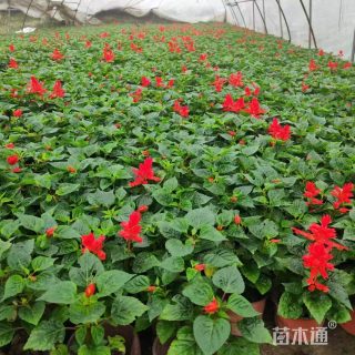 高度20厘米一串红