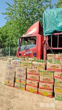 高度40厘米直立迷迭香