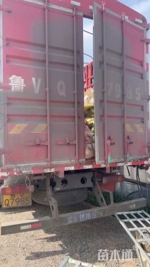 高度20厘米矾根