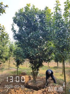 14公分(3杆)丛生香泡