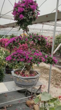 6公分造型三角梅