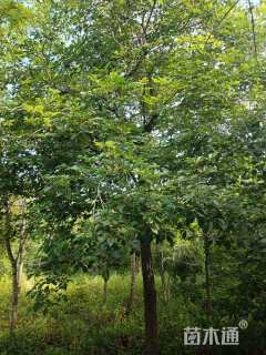 15公分黄花风铃木