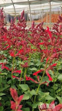 高度40厘米朱唇