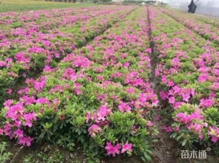 高度40厘米毛鹃