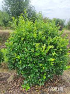 冠幅180厘米金森女贞球