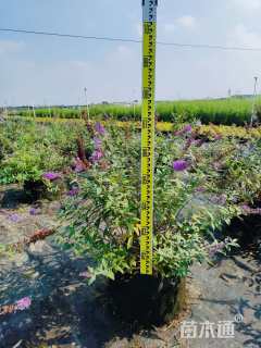 高度30厘米大叶醉鱼草