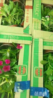 高度20厘米长春花