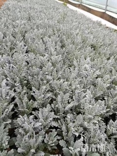 高度15厘米银叶菊