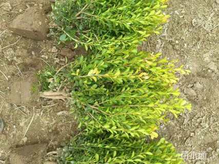 高度40厘米瓜子黄杨