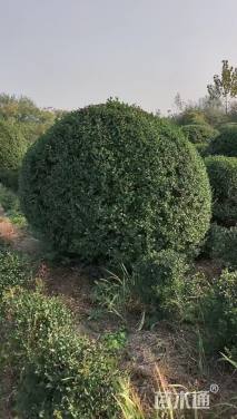 冠幅180厘米小叶女贞球