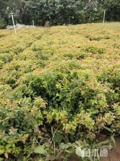 高度30厘米绣线菊