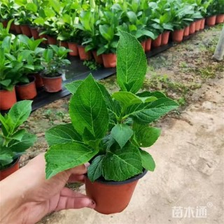 高度40厘米绣球