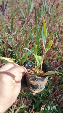 高度20厘米千鸟花