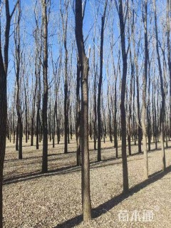 15公分柳树