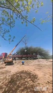 16公分金叶复叶槭