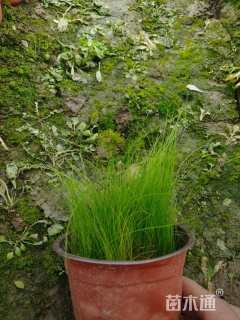 高度10厘米细茎针茅