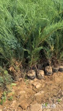 高度50厘米沙地柏