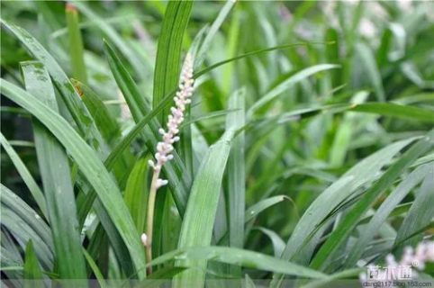 高度18厘米兰花三七草