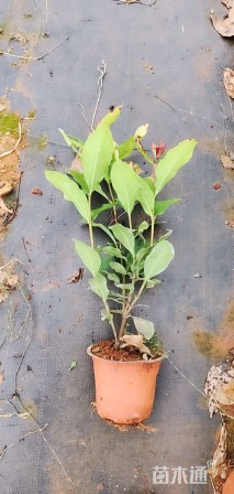 高度25厘米龙船花