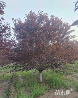 10公分红叶碧桃