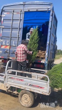 高度40厘米圆柏