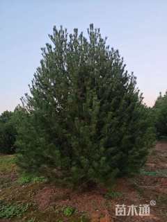 高度500厘米白皮松