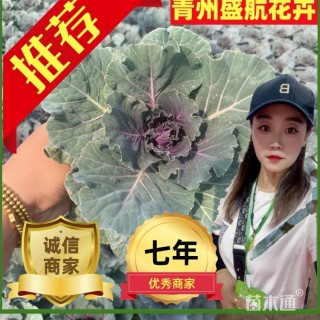 高度10厘米羽衣甘蓝