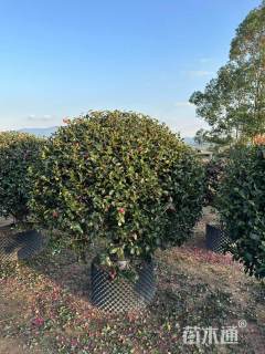 冠幅80厘米茶梅球