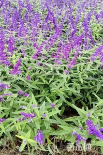 高度30厘米墨西哥鼠尾草