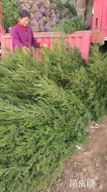 高度50厘米蜀桧