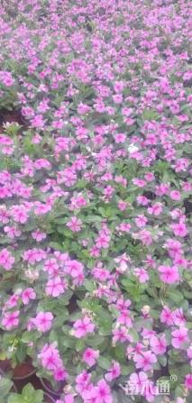 高度25厘米长春花