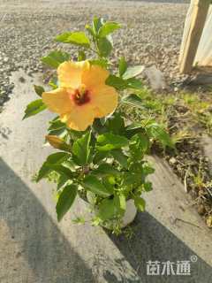 高度30厘米扶桑