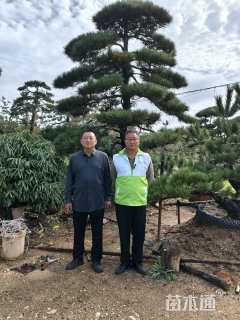 高度300厘米油松