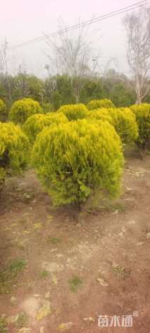 冠幅120厘米洒金柏球