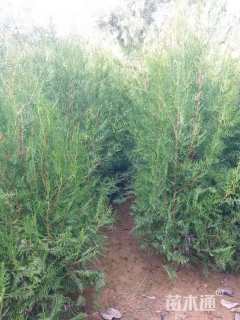 高度100厘米侧柏