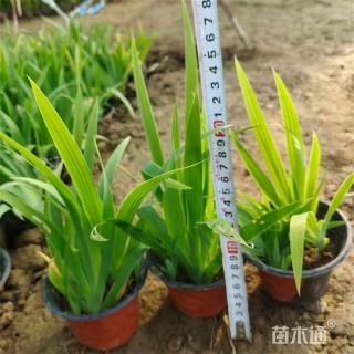 高度25厘米蓝花鸢尾